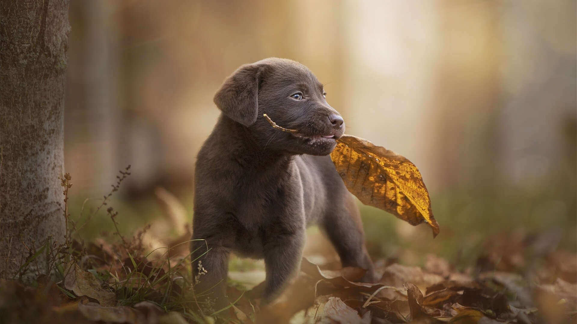 乔治肆虐进攻端！黄蜂狂潮席卷辽宁，火力全开诠释篮球艺术