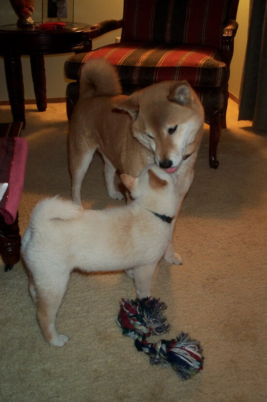 独行侠如何制造开赛至今最惨案？东欧72分，恩比德空砍与哈登残影